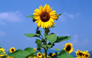 Подсолнечник однолетний