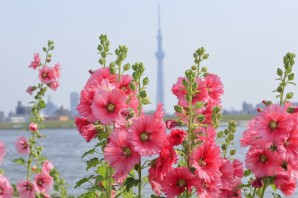 Мальва багамы двулетник