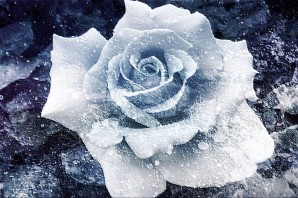 Черные розы на белом снегу