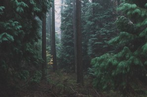 Аллея тысячи сосен