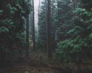 Аллея тысячи сосен