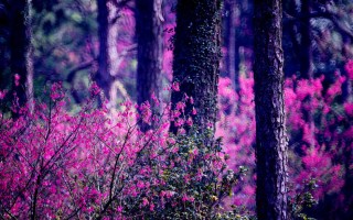 Лесные обои на телефон