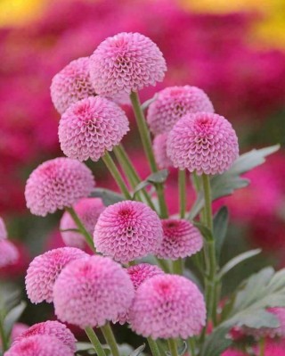 Викария цветок