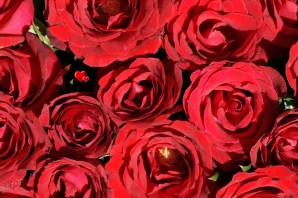 Розы обои на рабочий стол