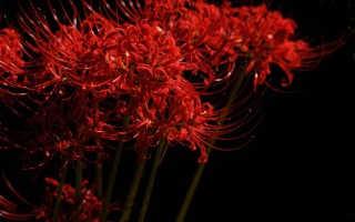 Японские красные цветы