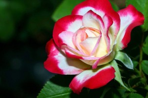 Двухцветные розы