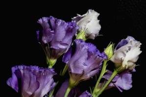 Цветок лизиантус