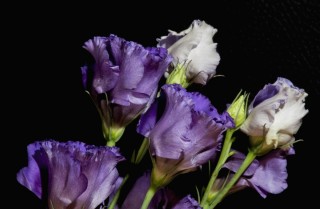 Цветок лизиантус