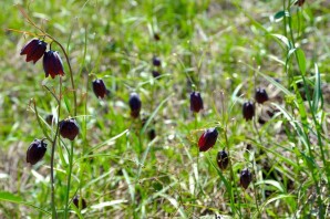 Кукушкины слезки цветок