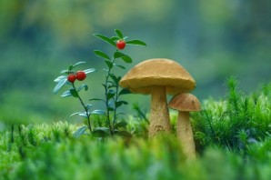 Фон для презентации грибы