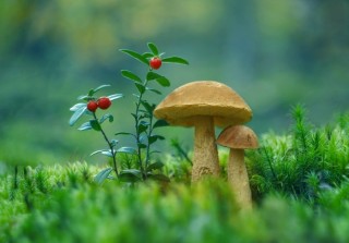 Фон для презентации грибы