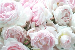 Пионы обои