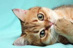 Обои на рабочий стол милые котики