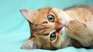 Обои на рабочий стол милые котики