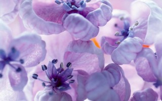 Нежность обои