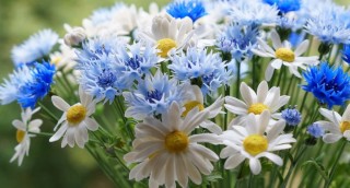Обои на рабочий стол васильки и ромашки