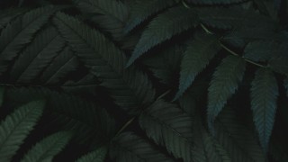 Зеленые обои на компьютер