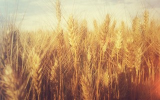 Обои на рабочий стол пшеничное поле