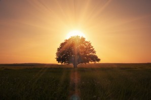 Солнце возвращенное деревом
