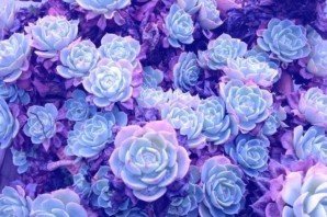 Обои на телефон в сиреневых тонах