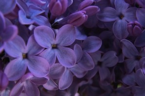Лиловые обои на рабочий стол
