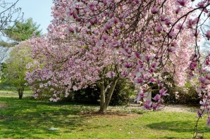 Деревья цветущие весной