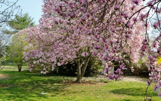 Деревья цветущие весной