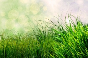 Зеленый фон растения