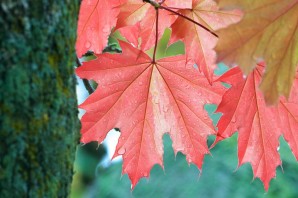 Осенний лист клена