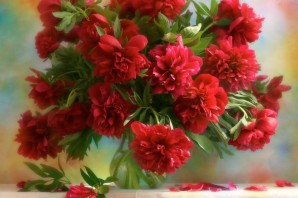 Красные пионы обои