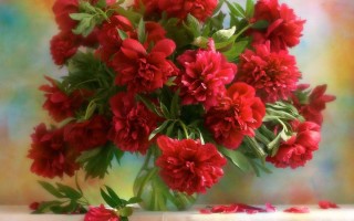 Красные пионы обои
