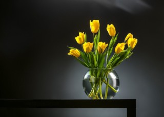 Желтые тюльпаны фон