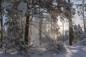 Чудесен русский лес зимой