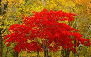 Деревья с красными листьями осенью