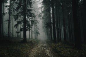 Красивый темный лес