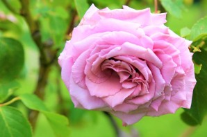 Роза бьенвеню