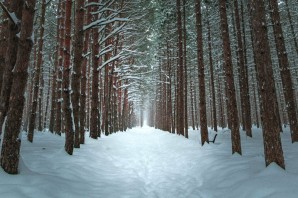 Обои зимний лес