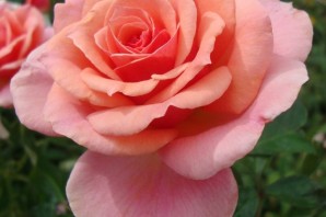 Таттон роза