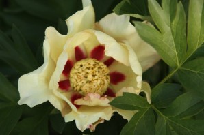 Пион сонома хало