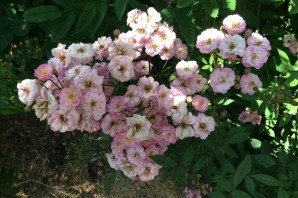 Мускусная роза