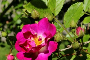 Роза супер эксцельза