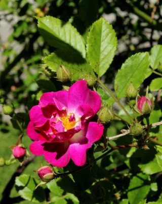 Роза супер эксцельза