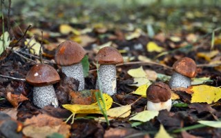 Серые осенние грибы