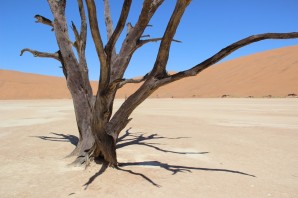 Дерево растущее в пустыне