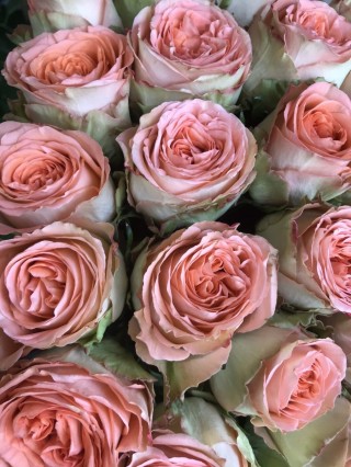 Роза кантри хоум