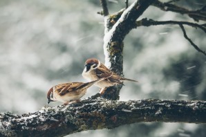 Птицы леса беларуси