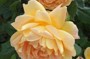 Роза батшеба