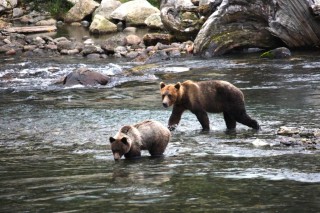 Река вольная медведица