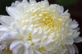 Одноголовые хризантемы