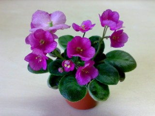 Фиалка волшебный тюльпан